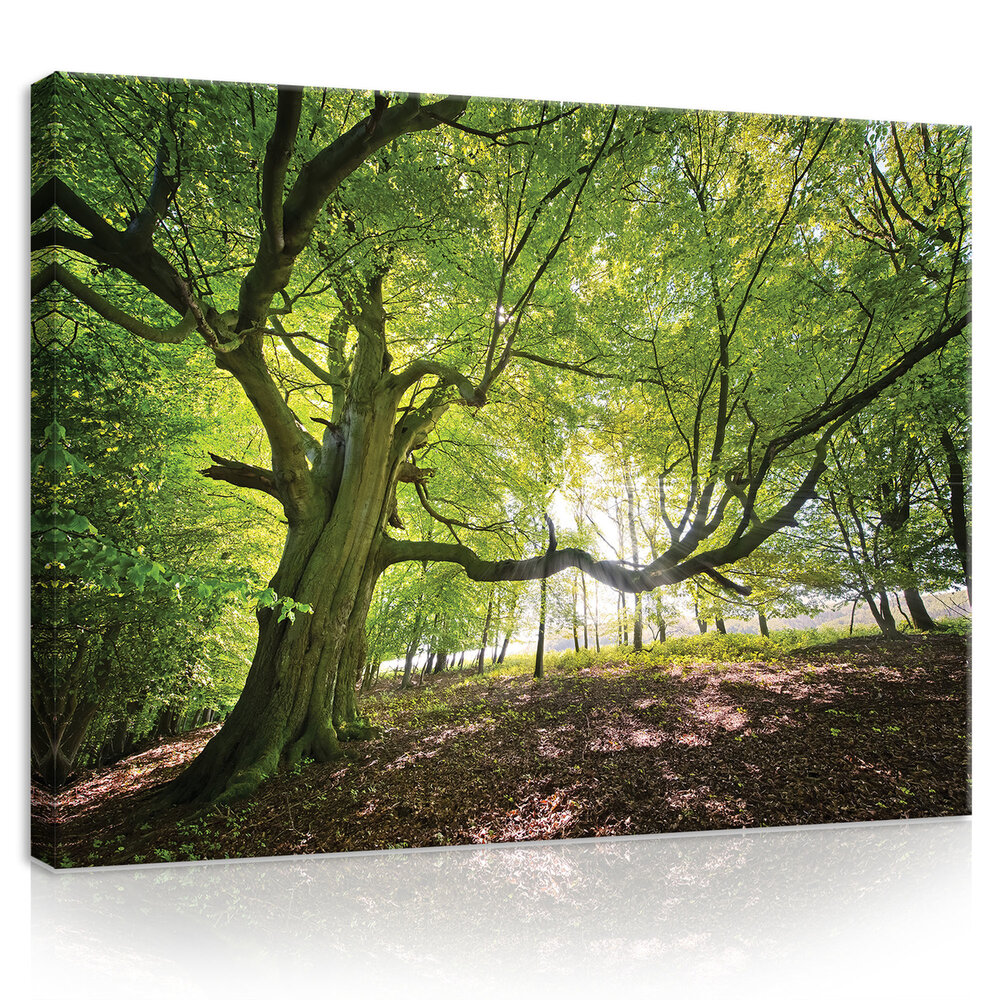 Tree Canvas Schilderij PP11799O1