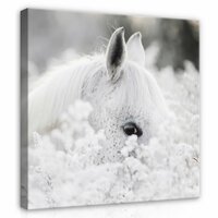 White horse at snow Canvas Schilderij PP13598O2