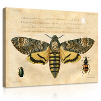 A big moth worms Canvas Schilderij PP11937O1