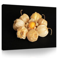 Physalis Canvas Schilderij PP11780O1