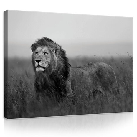 Lion  Canvas Schilderij PP11760O1