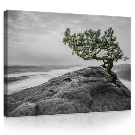 The tree on the rock Canvas Schilderij PP11759O1