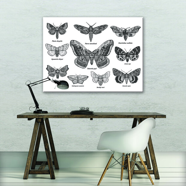 Butterflies Canvas Schilderij PP11942O1