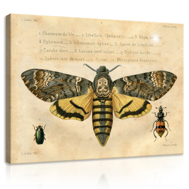 A big moth worms Canvas Schilderij PP11937O1
