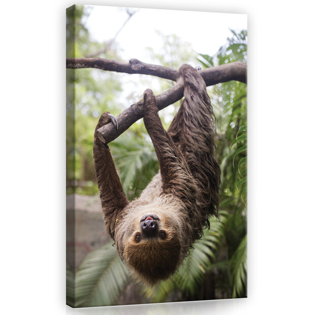 Sloth Canvas Schilderij PP11858O4