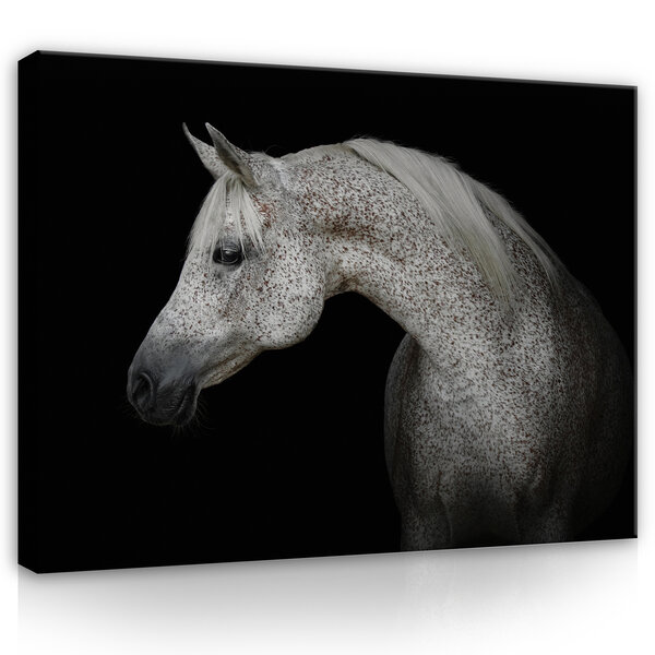 White horse Canvas Schilderij PP13597O1