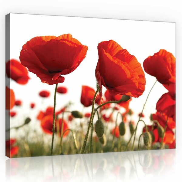 Poppies Canvas Schilderij PP10084O1