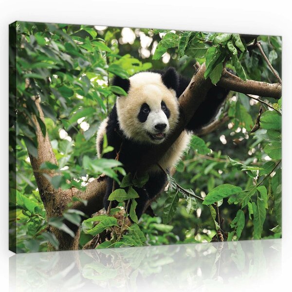 Panda Bear on the Tree Canvas Schilderij PP10238O1