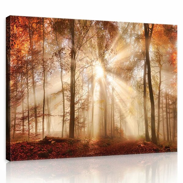 Autumn Forest in the Sun Canvas Schilderij PP10471O1