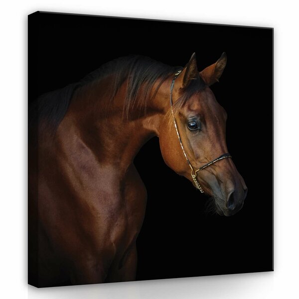 Brown horse on black background Canvas Schilderij PP13602O2