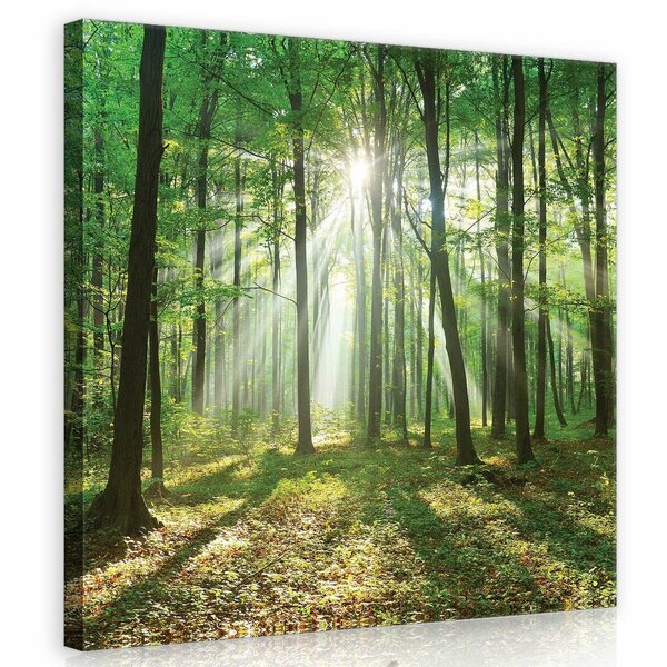 Forest in Daylight Canvas Schilderij PP10329O2