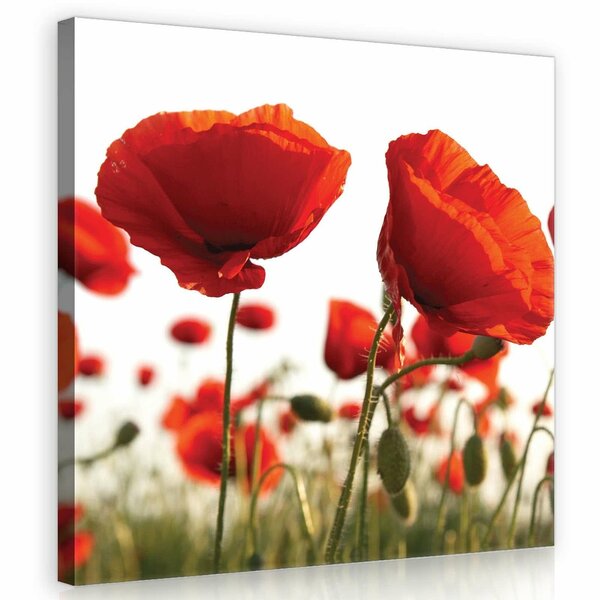 Poppies Canvas Schilderij PP10084O2