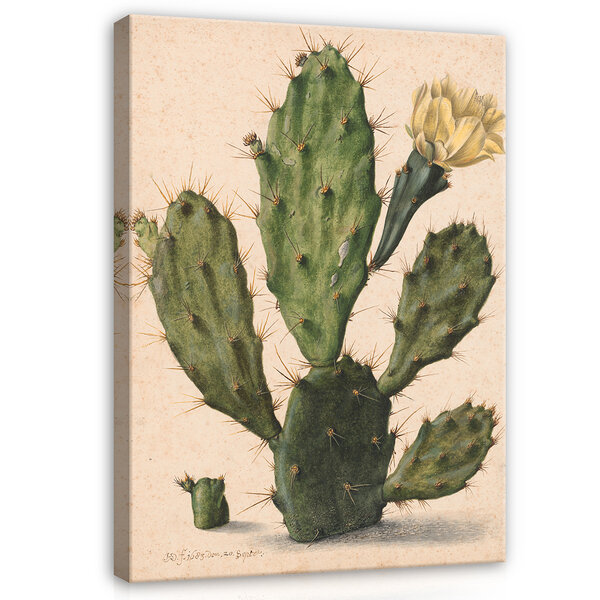 Rijksmuseum Canvas Bloeiende Vijgcactus Herman Saftleven RMC41