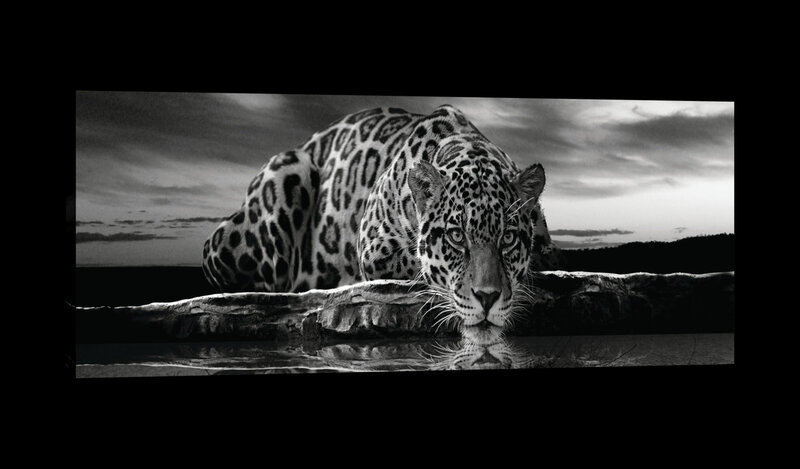 Creeping Jaguar in Black and White Canvas Schilderij PP20285O3