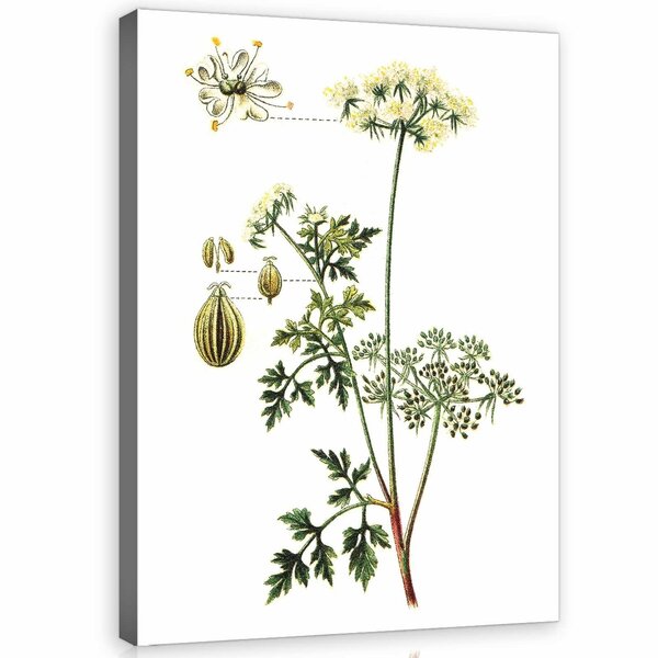 Herbs Canvas Schilderij PP11939O1