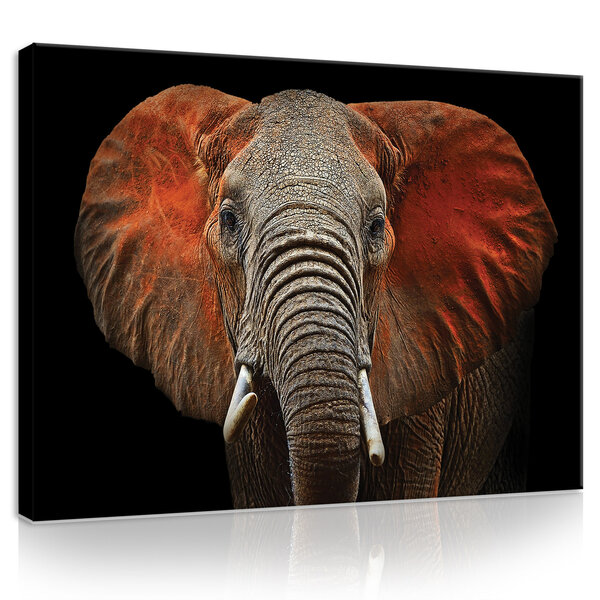 Elephant with red ears Canvas Schilderij PP11752O1