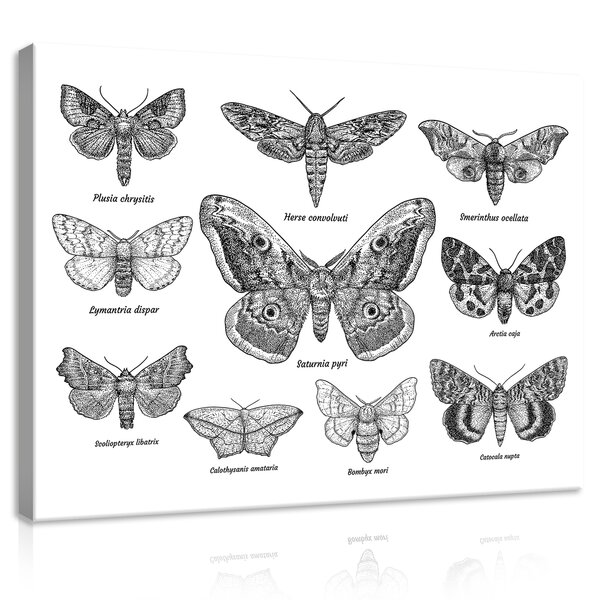 Butterflies Canvas Schilderij PP11942O1