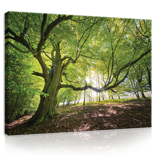 Tree Canvas Schilderij PP11799O1