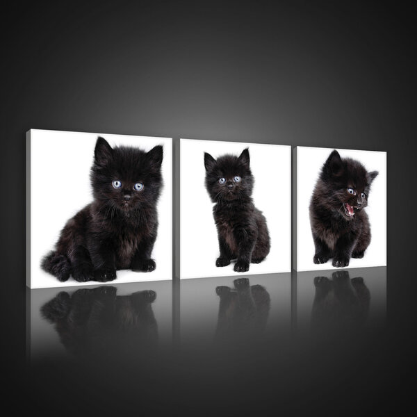 Black Kittens Canvas Schilderij PS10533S13