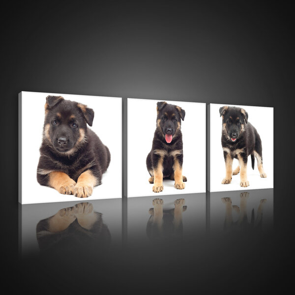 Cheerful Puppies Canvas Schilderij PS10530S13