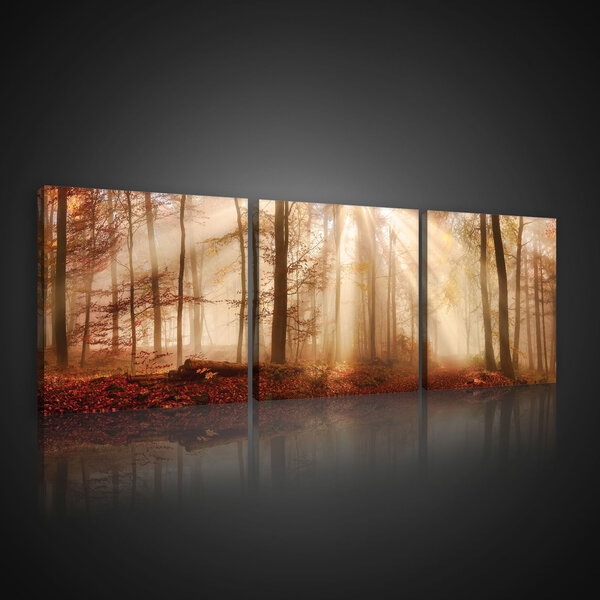 Autumn Forest in the Sun Canvas Schilderij PS10471S13