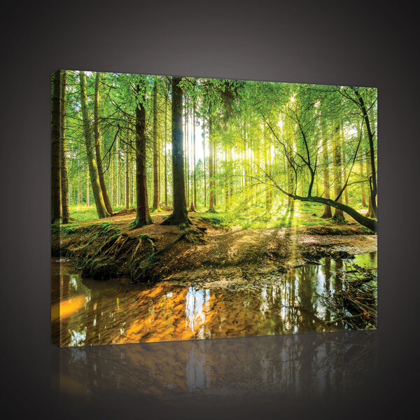 Sunny Forest Canvas Schilderij PP10513O4