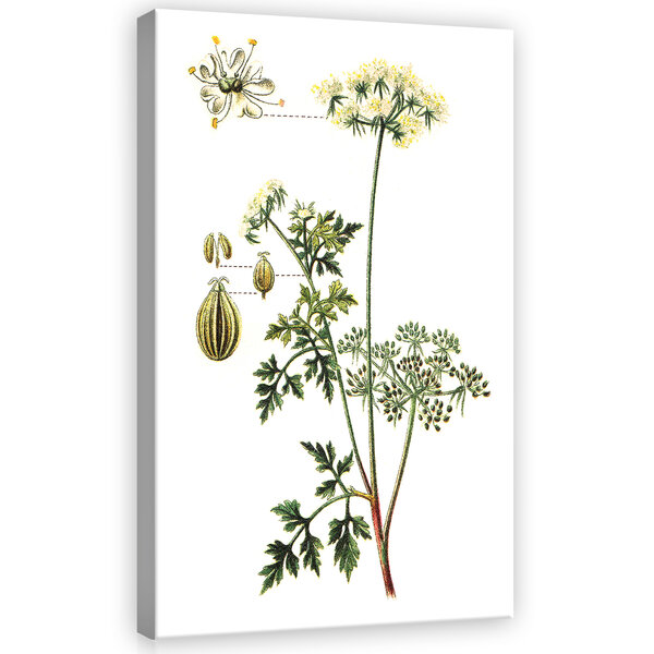 Herbs Canvas Schilderij PP11939O4