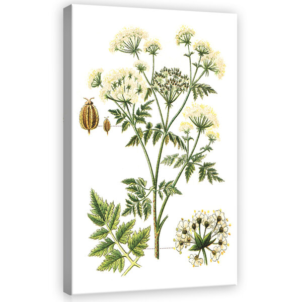 Herbs Canvas Schilderij PP11938O4