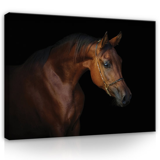 Brown horse on black background Canvas Schilderij PP13602O1