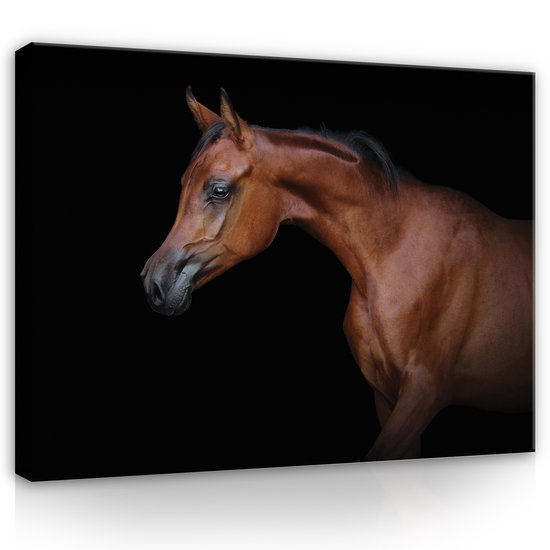 Brown horse on black background Canvas Schilderij PP13601O1
