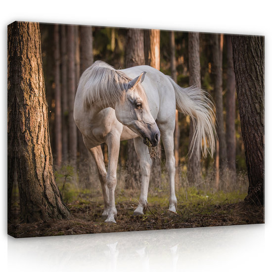 White horse in the forest Canvas Schilderij PP13599O1