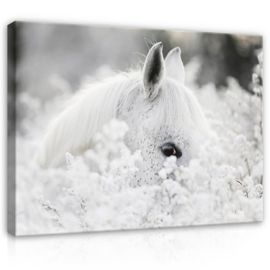 White horse at snow Canvas Schilderij PP13598O1