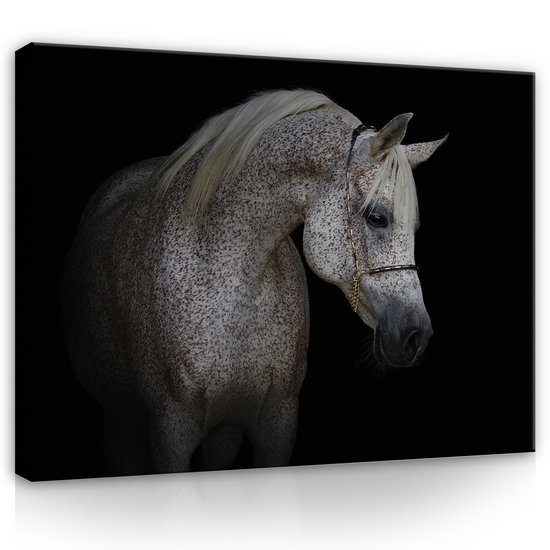 White horse Canvas Schilderij PP13596O1