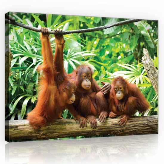 Orangutans in the Jungle Canvas Schilderij PP10230O1