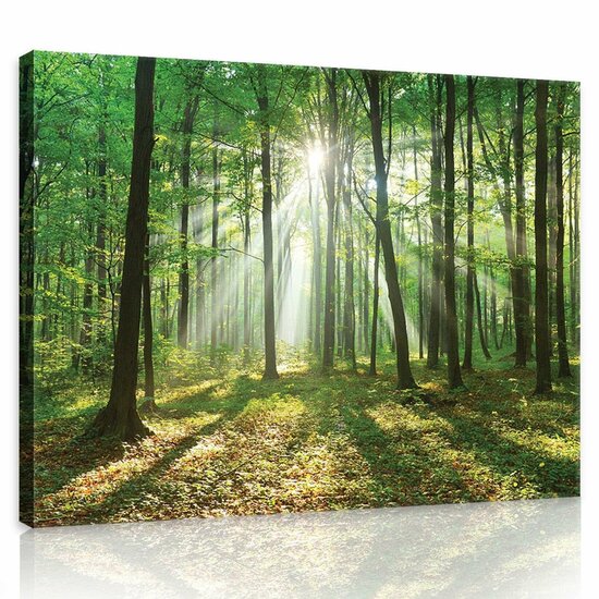 Forest in Daylight Canvas Schilderij PP10329O1