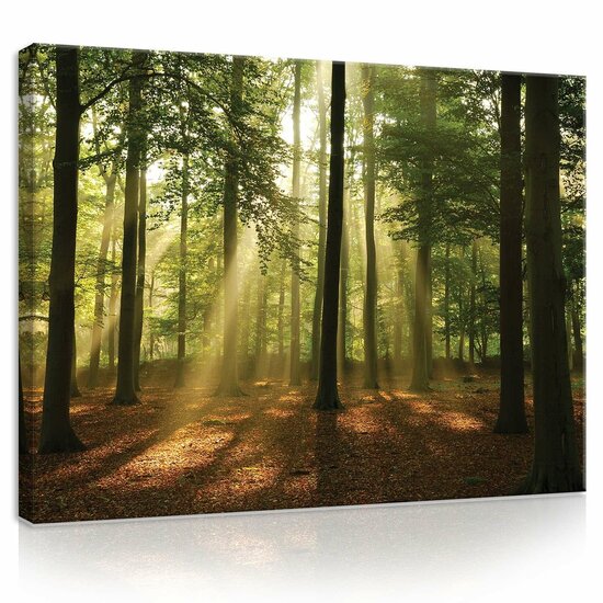 Forest in the Daylight Canvas Schilderij PP10331O1