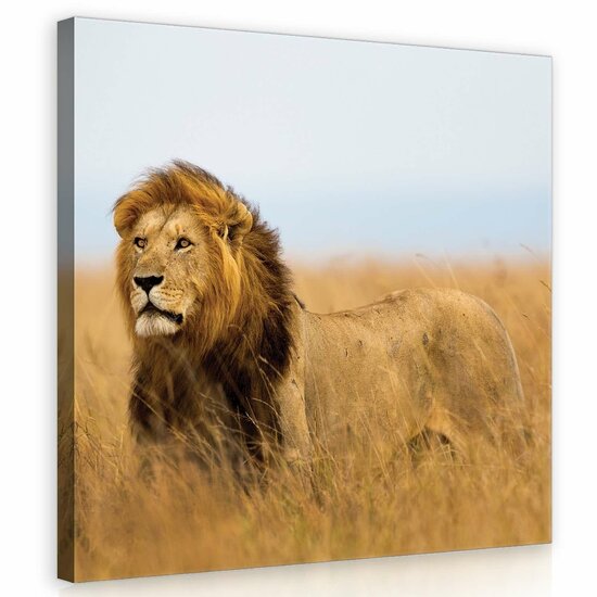 Lion Canvas Schilderij PP11750O2