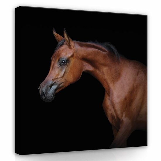 Brown horse on black background Canvas Schilderij PP13601O2