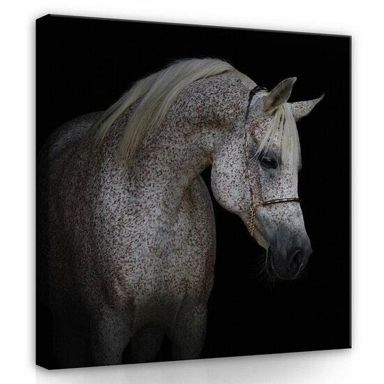 White horse Canvas Schilderij PP13596O2