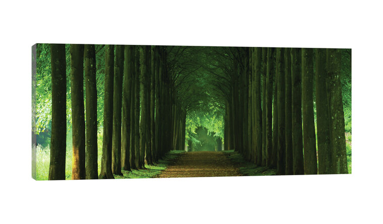 Dark Forest Alley Canvas Schilderij PP20005O3