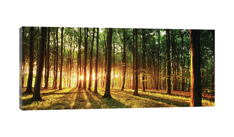 Sunny Forest Canvas Schilderij PP20006O3