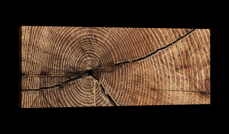 Cross Section of Tree Trunk Rings Canvas Schilderij PP20154O3