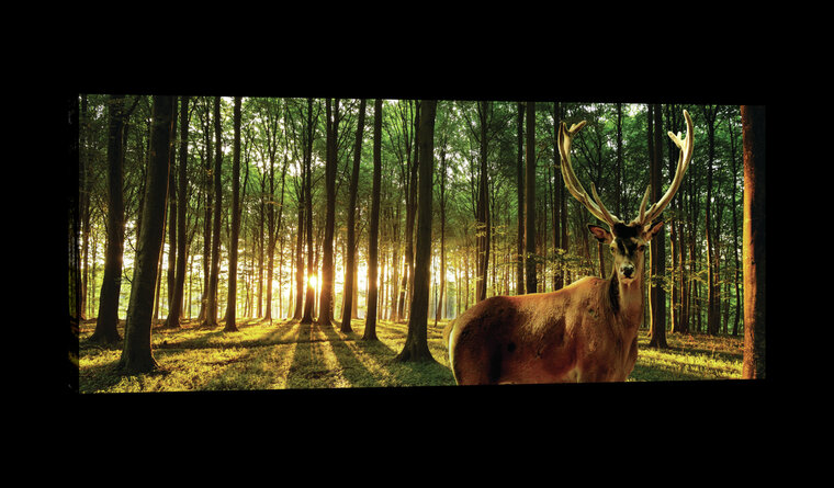 Deer in Sunny Forest  Canvas Schilderij PP20282O3