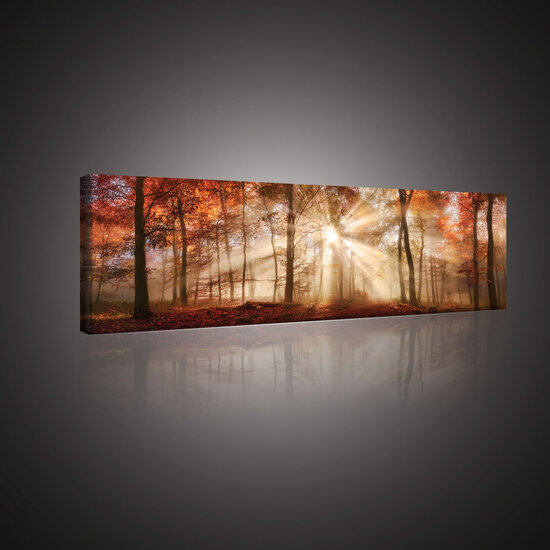 Autumn Forest in the Sun Canvas Schilderij PP10471O3