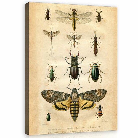 Bugs Canvas Schilderij PP11936O1