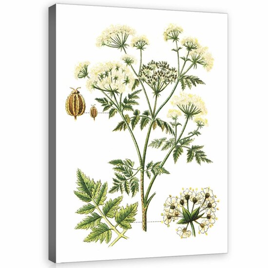 Herbs Canvas Schilderij PP11938O1