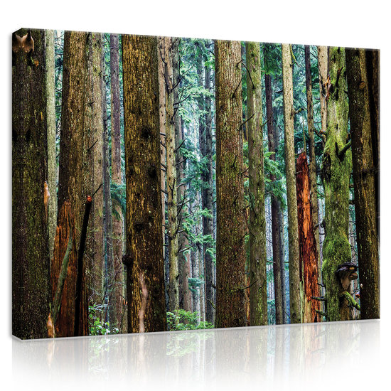 Forest Canvas Schilderij PP11751O1