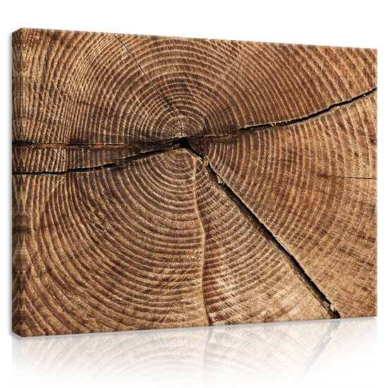 Cross Section of Tree Trunk Rings Canvas Schilderij PP20154O1