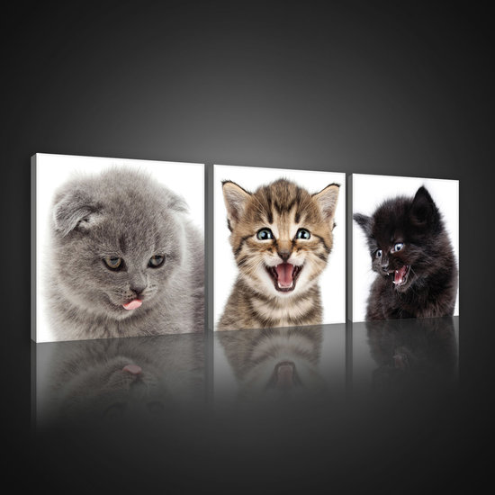 Cheerful Kittens Canvas Schilderij PS10534S13