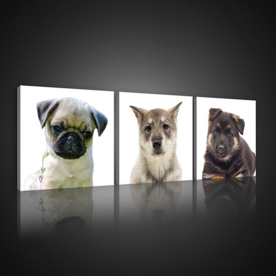 Puppies Canvas Schilderij PS10532S13